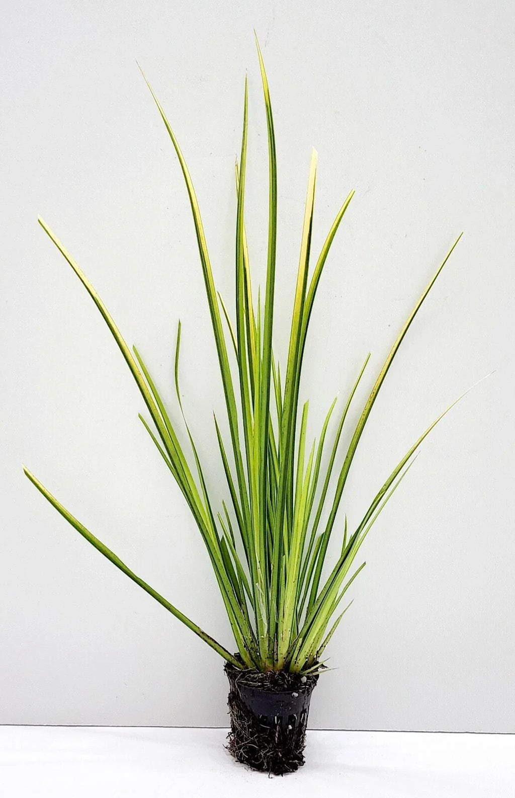 Live Golden Sweet Flag Acorus gramineus ‘Ogon’ | Hardy Aquatic Marginal Pond Plant | Bareroot Water Garden Perennial