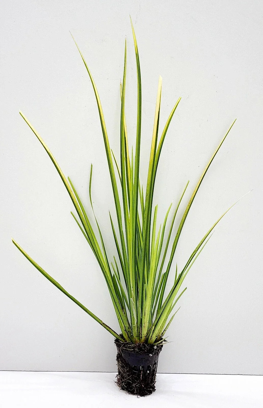 Live Golden Sweet Flag Acorus gramineus ‘Ogon’ | Hardy Aquatic Marginal Pond Plant | Bareroot Water Garden Perennial