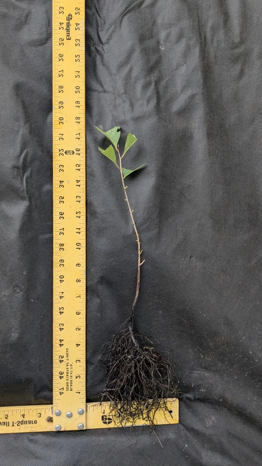 Persimmon Tree Live Bare Root 1–2 ft | Fruit Tree for Food Forest | Diospyros kaki | Edible Landscape | Cold Hardy Starter Plant