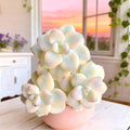 Graptoveria paraguayense bernalense Variegata | Rare Variegated Succulent Bare Root | Easy-Care Live Plant | Indoor Real Succulent