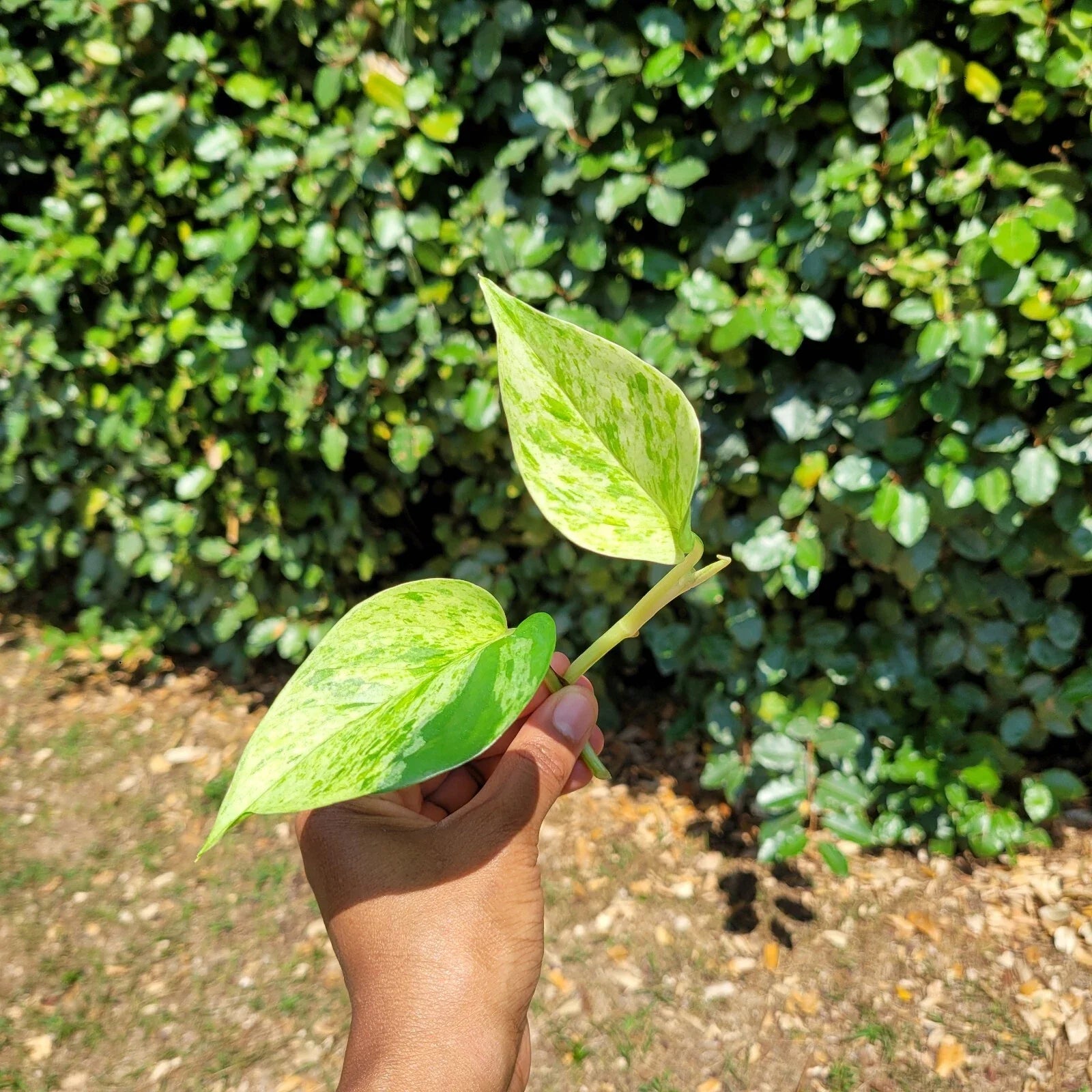 Marble Queen Pothos Rooted Cutting – Live Houseplant Cutting | Variegated Epipremnum Aureum | Easy-Care Indoor Plant