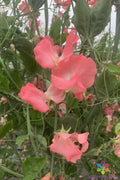 Rowallane Sweet Pea Seeds - 50+ Pack for Garden Planting - Lathyrus odoratus - USA