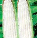 Heirloom Corn Seeds, White Stowell's Evergreen, 20+ Seeds, Deliciously Sweet