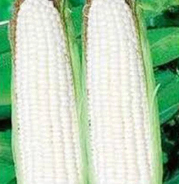 Heirloom Corn Seeds, White Stowell's Evergreen, 20+ Seeds, Deliciously Sweet