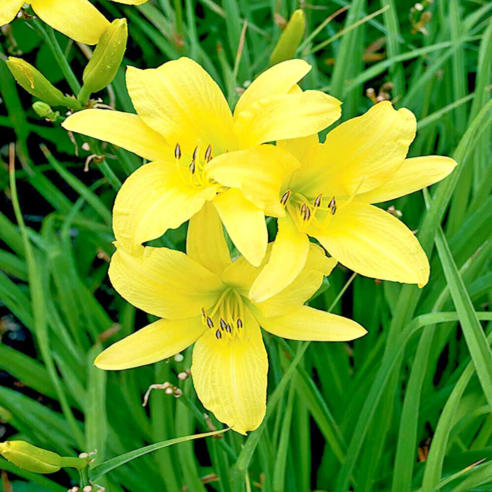 Daylily Plants - 25 Bare Root Hyperion Variety - Hemerocallis 'Hyperion' - Yellow Blooms for Garden Landscaping