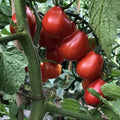 Napoli Tomato Seeds - 30+ Heirloom Organic Non-GMO Seeds - Solanum lycopersicum