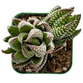 Live Fresh Haworthia Coarctata Succulent Plant in 2'' Planter Pot - Fully Rooted Green Indoor Houseplant