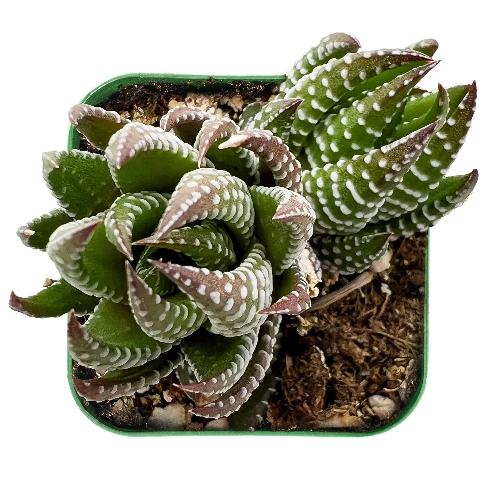 Live Fresh Haworthia Coarctata Succulent Plant in 2'' Planter Pot - Fully Rooted Green Indoor Houseplant