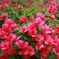 Bougainvillea Starter Plant - JUANITA HATTE Variety - Bare Root - Well Rooted Bougainvillea (Bougainvillea spp.)