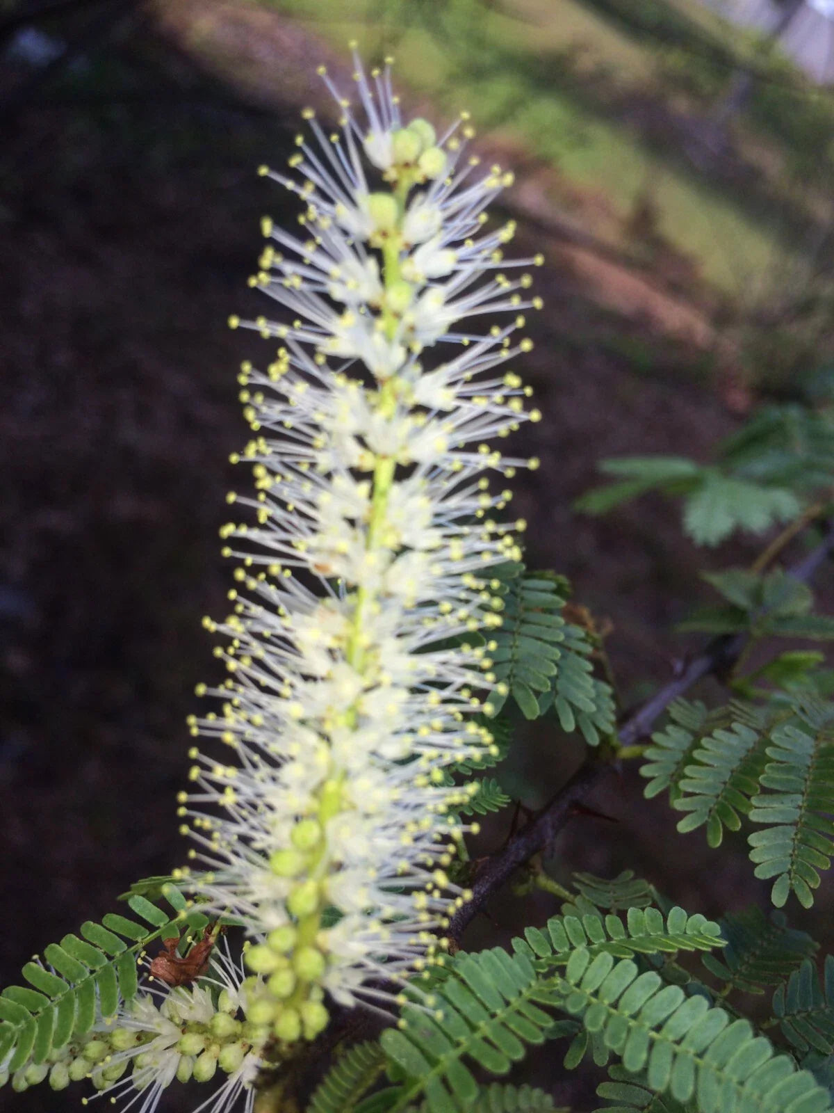 Mimosa Tenuiflora Seeds Pods - 10 Seeds - Drought-Resistant Plant for 2024 Season - Mimosa Hostilis