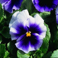 Pansy Seeds 50 Pack Beaconsfield Flower Seeds Viola tricolor
