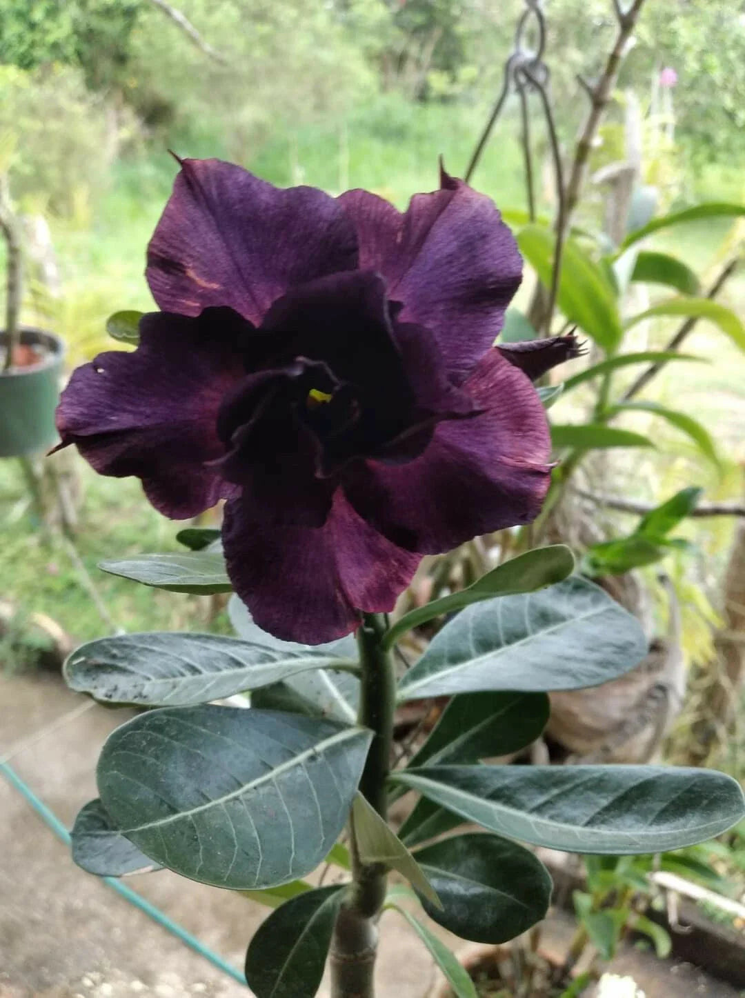 Desert Rose Seeds 12 Pack Purple Adenium Obesum Purple Flower Seeds
