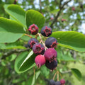 Hybrid Lamarkii Serviceberry Live Plant - Edible Berry Fruit Tree with Blueberry Flavor - Amelanchier x grandiflora
