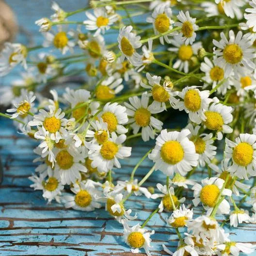 Roman Chamomile Seeds - 500 Heirloom Non-GMO Medicinal Fragrant Perennial (Chamaemelum nobile)