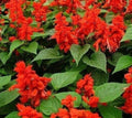 Scarlet Sage Flower Seeds 200+ Salvia coccinea Ornamental Garden Seeds, Free Shipping