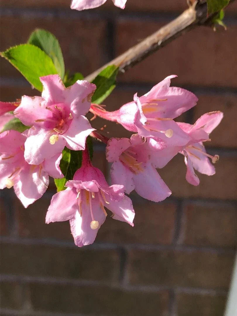 Weigela Cuttings 6-8" Pink Princess - Hummingbird Attracting Weigela florida