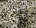 Baby's Breath Seeds 500+ Count White Flowers Gypsophila Elegans Drought Tolerant