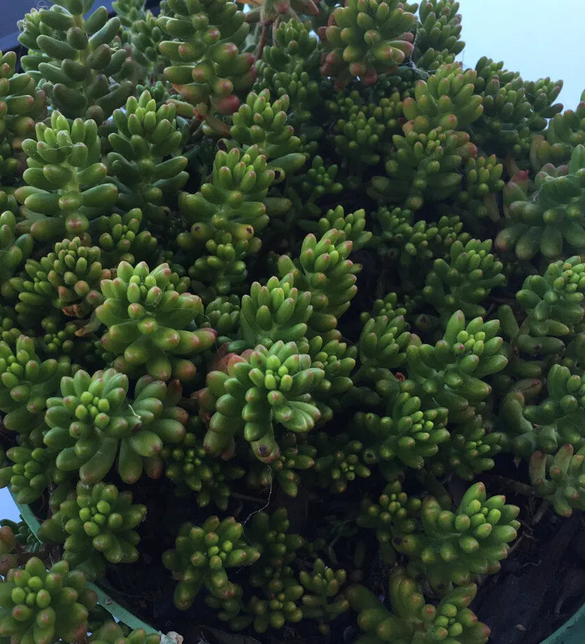 Hardy Christmas Jelly Bean Plant Cuttings - 10 Pieces - Succulent - Sedum rubrotinctum