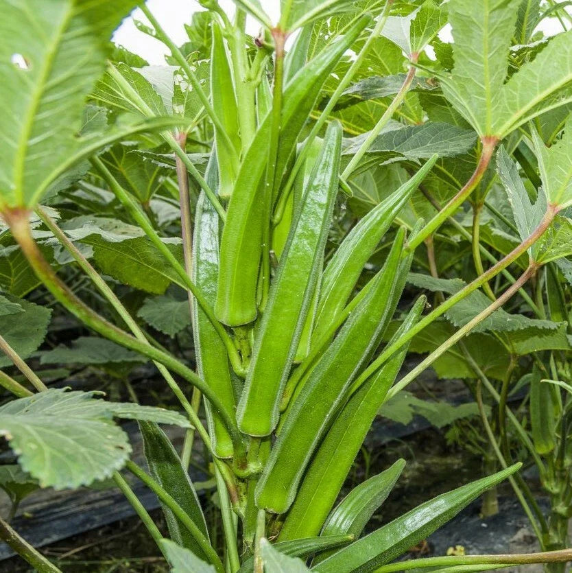 Bulk Clemson Spineless Okra Seeds | USA Wholesale Vegetable Seeds | High Yield Crop, Non-GMO, 2025