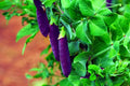 Purple Pod Pea Seeds - 10 Heirloom Non-GMO Seeds for Planting - Easy to Grow - Pisum sativum