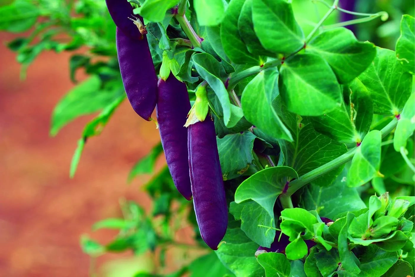 Purple Pod Pea Seeds - 10 Heirloom Non-GMO Seeds for Planting - Easy to Grow - Pisum sativum