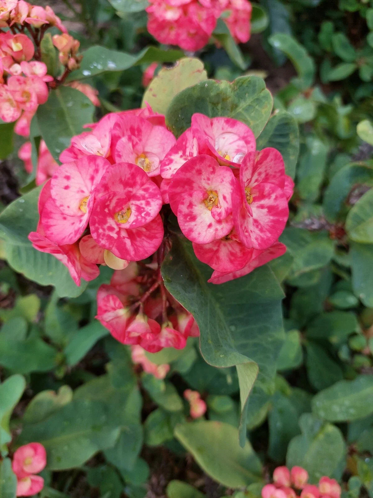 Euphorbia Milii Thai Hybrid 10" Unrooted Cutting | Corona de Cristo Crown of Thorns | Rare Succulent, Large Bloom, Easy Propagation