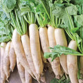 White Daikon Radish Seeds - 300+ Non-GMO Vegetable Seeds for Garden - Raphanus sativus