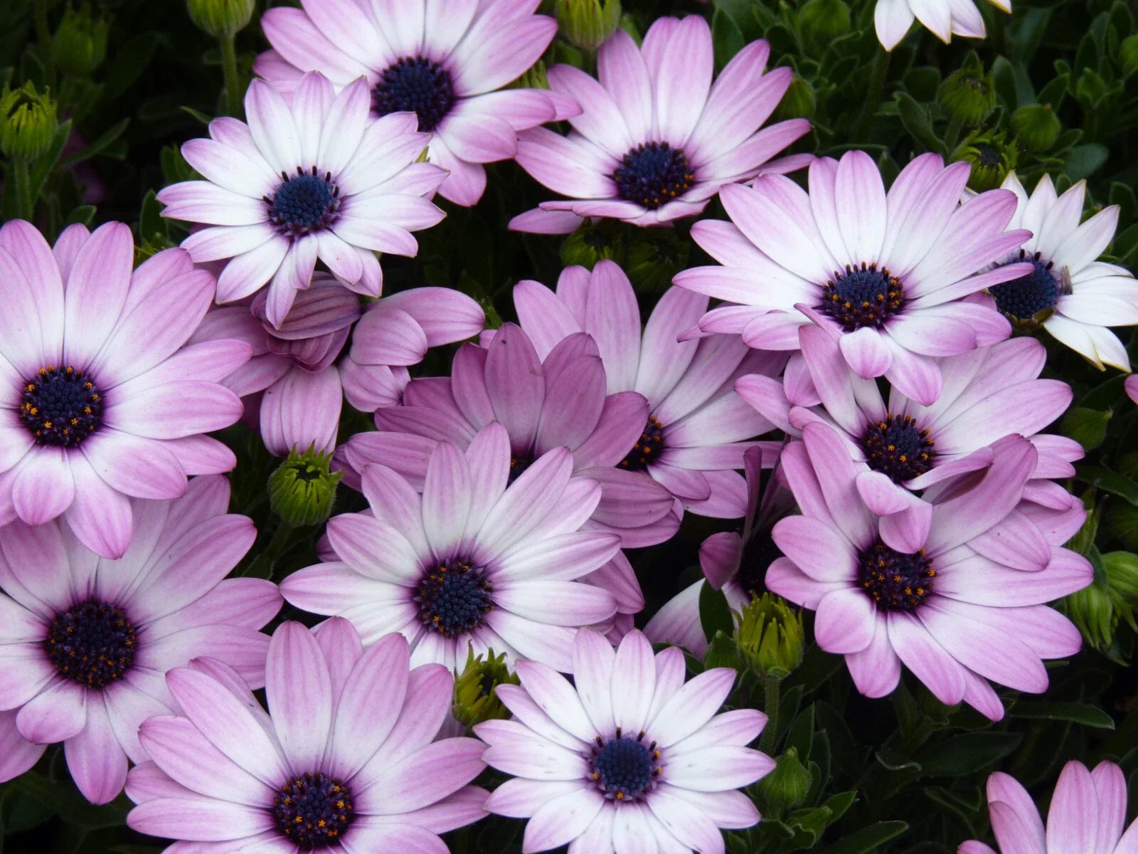 Cape Daisy Seeds - 200+ Count - White & Purple Variety - Dimorphotheca ecklonis - Garden Planting - USA