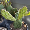 Rare Variegated Opuntia Cochenillifera Succulent Plant in 6" Pot - Well Rooted Cactus for Home Decor or Gardening