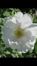 Fragrant Rosa Alba White Rose of York Shrub Rose Cuttings - 6-8" Long, 3 Pieces, Ideal for Gardens and Landscaping