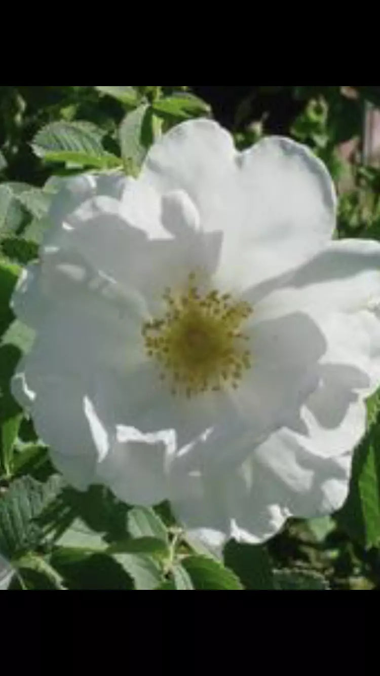 Fragrant Rosa Alba White Rose of York Shrub Rose Cuttings - 6-8" Long, 3 Pieces, Ideal for Gardens and Landscaping