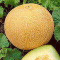Organic Heirloom Cantaloupe Seeds - 40+ Delicious Melon Seeds for Summer Garden - Cucumis melo