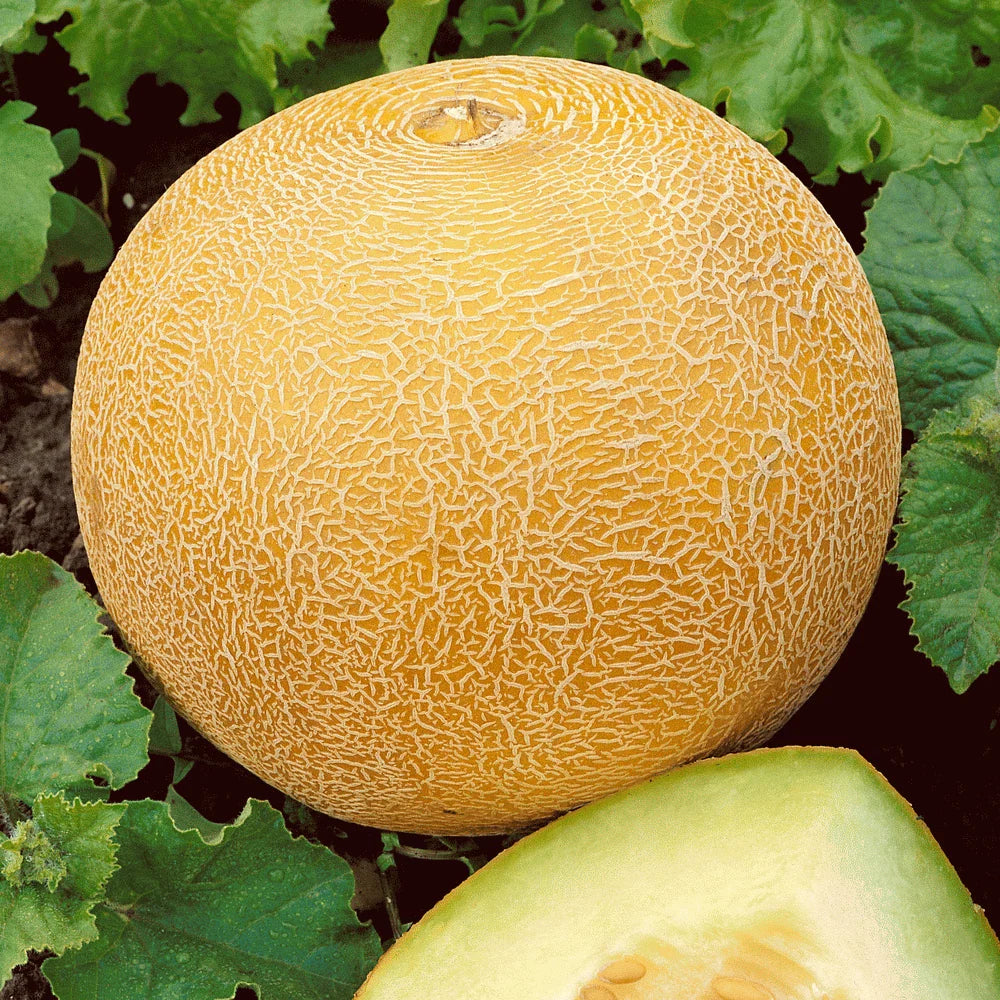 Organic Heirloom Cantaloupe Seeds - 40+ Delicious Melon Seeds for Summer Garden - Cucumis melo