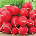 German Giant Radish Seeds 200 Ct Heirloom NON-GMO Vegetable Garden Seeds - Raphanus sativus