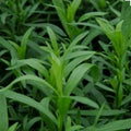 Tarragon Herb Seeds - 300 Non-GMO Organic Open Pollinated - Artemisia dracunculus