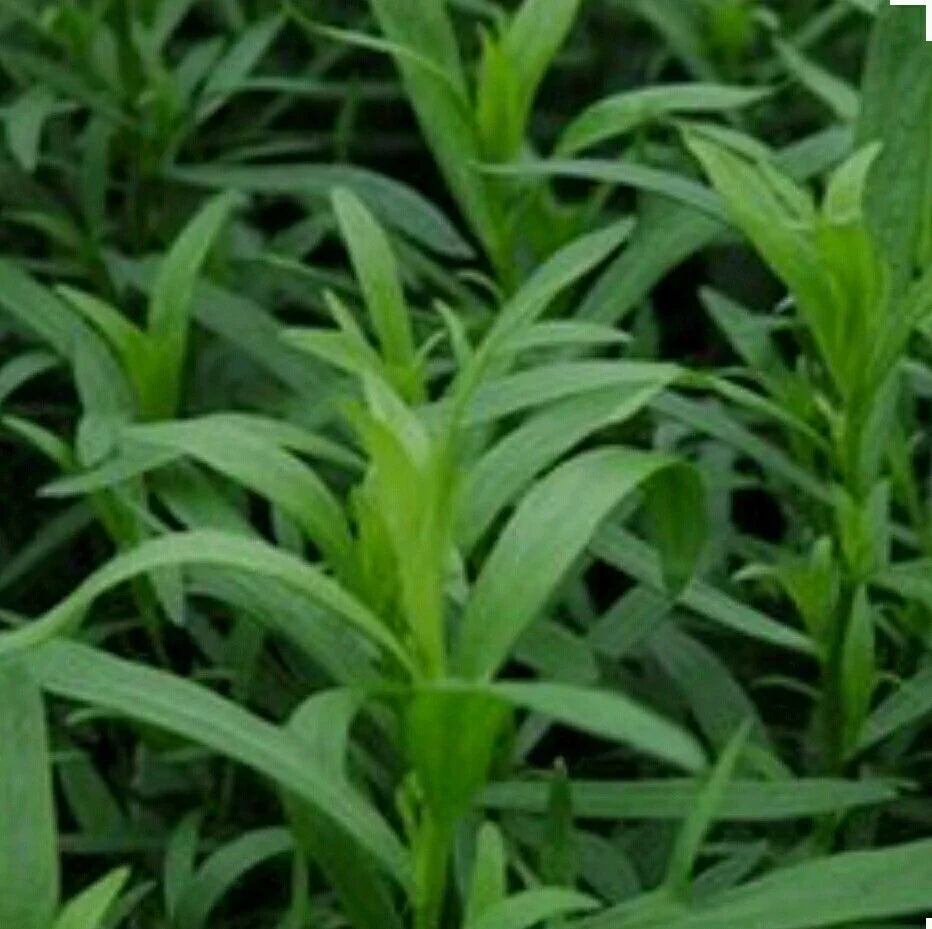 Tarragon Herb Seeds - 300 Non-GMO Organic Open Pollinated - Artemisia dracunculus