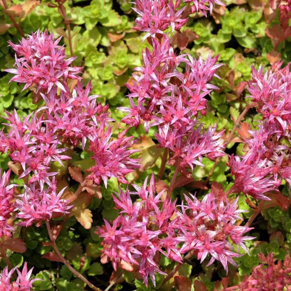 Purple Carpet Sedum Seeds (500 Seeds) - Spurium Coccineum Purple, Ground Cover Succulent for Planting