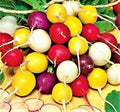 Radish Seeds - Crayon Colors Mix - NON-GMO - 100+ Seeds - Garden Vegetable Seeds for Home Planting