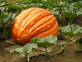 Giant F1 Pumpkin Seeds - Fresh Grower's Seeds for Planting - Cucurbita pepo