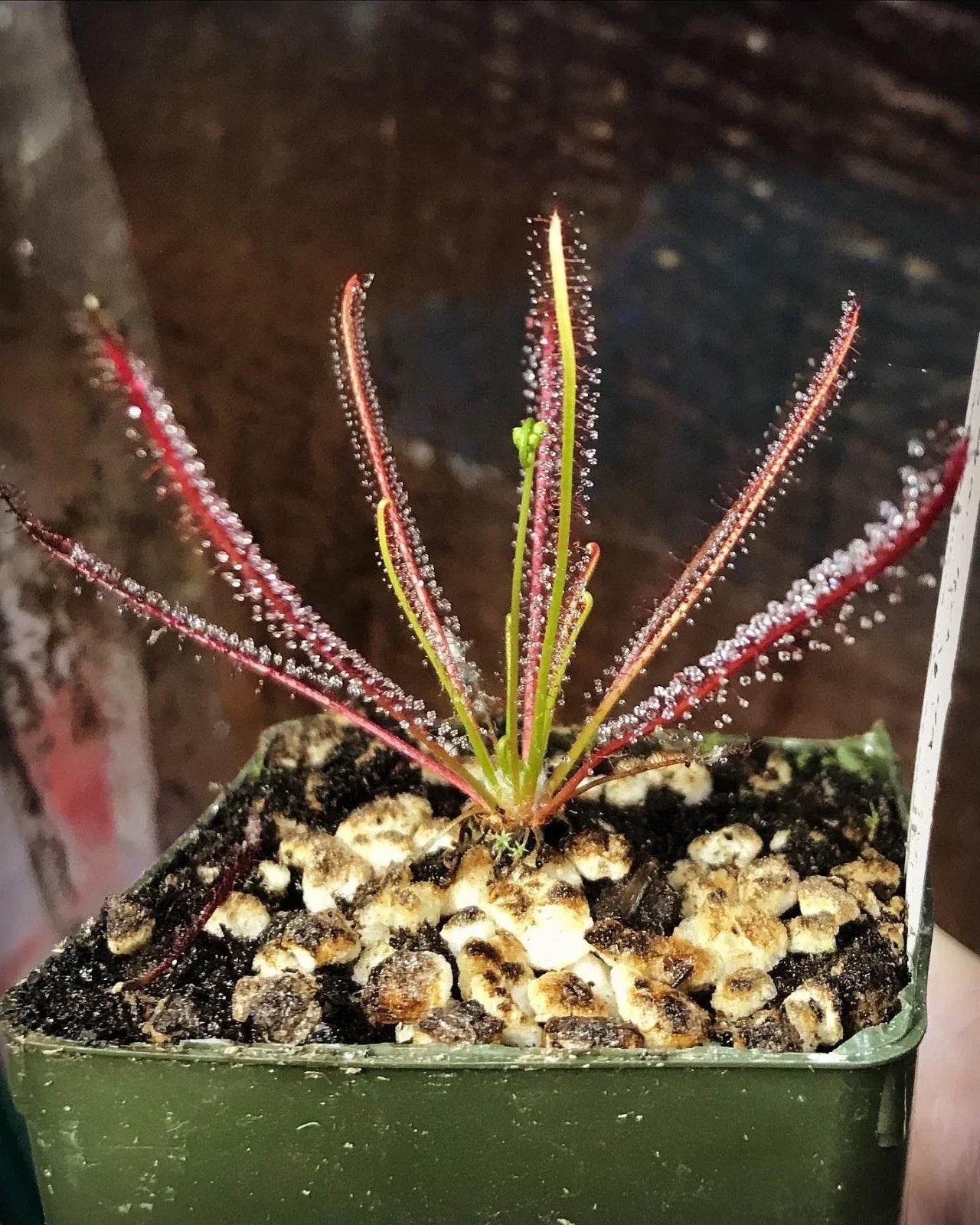 Drosera x hybrida "Florida" | Rare Temperate Carnivorous Sundew Plant | Indoor Plant | Exotic Greenery