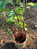 Costus Igneus Insulin Plant Cuttings - 3 Pieces, 6-8" Long, Fiery Spiral Varieties, Tropical Perennial