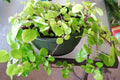 Plectranthus Australis House Plant - Rooted Swedish Ivy - Lush Green Foliage - Indoor Plant Decor