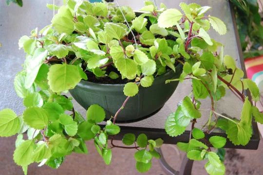 Plectranthus Australis House Plant - Rooted Swedish Ivy - Lush Green Foliage - Indoor Plant Decor