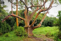 50 Mixed Eucalyptus Seeds - Perennial Flowering Trees - Eucalyptus spp. - US Seller