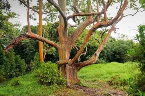 50 Mixed Eucalyptus Seeds - Perennial Flowering Trees - Eucalyptus spp. - US Seller