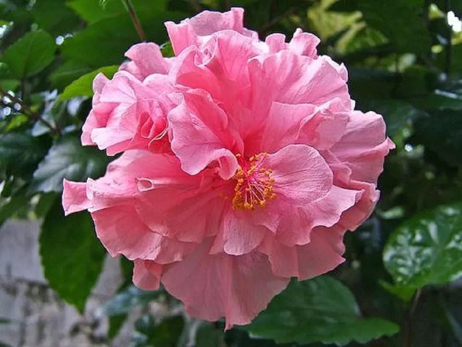 Double Pink Hibiscus Seeds - 20 Perennial Hardy Flower Garden Seeds - Hibiscus rosa-sinensis