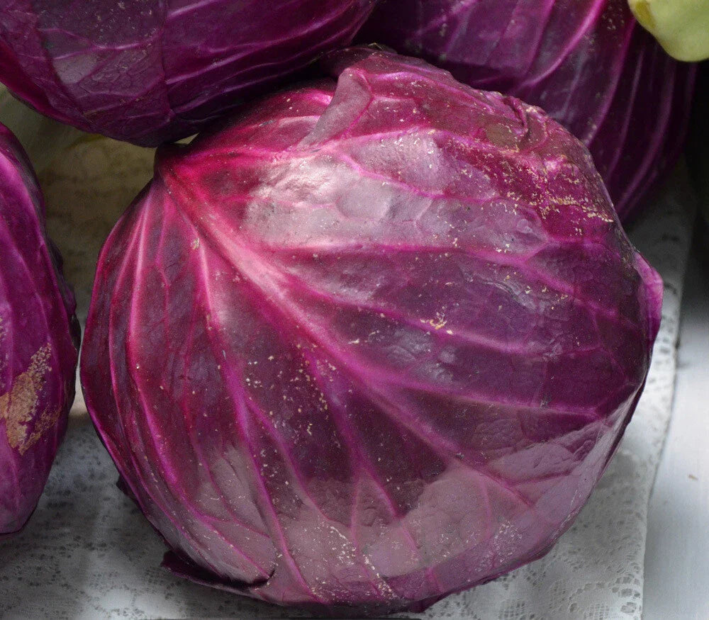 Red Acre Cabbage Seeds, Non-GMO, Coleslaw Variety, Multiple Sizes, Brassica oleracea