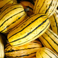 Delicata Squash Seeds - 30+ Count - Organic Garden Seeds for Planting - Cucurbita pepo