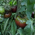 Russian Black Krim Tomato Seeds - 30+ Non-GMO Organic Heirloom Seeds - Solanum lycopersicum