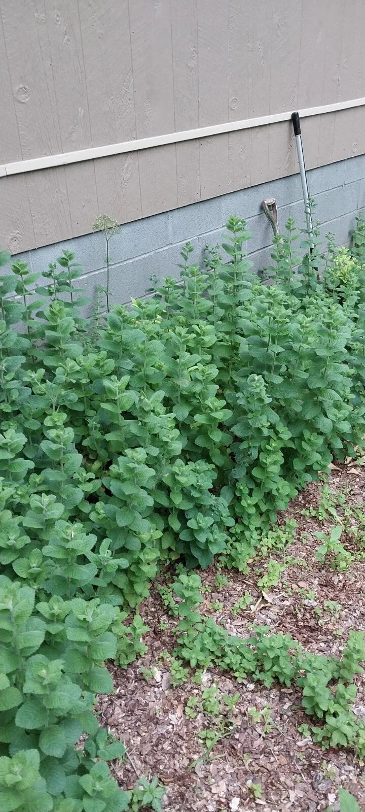 Hardy Giant Apple Mint Plants - 10 Pack, Fast Growing, Mentha suaveolens 'Variegata' - Smoky Mountains TN